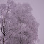 European White Birch