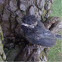 Small, black bird