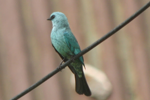 Spotting Image 1