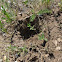 Armadillo hole