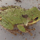 American Green Tree Frog