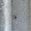Red insect