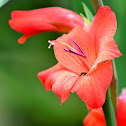 Gladiolus
