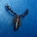Pseudoscorpion