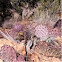 Prickly pear cactus