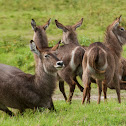 Female Waterbuck