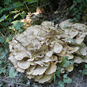 Stereum Fungus