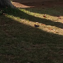 Cardinal