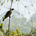Blyth's Hawk-eagle