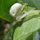 Crab spider
