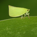 Plant Hopper