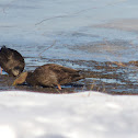 American Black Duck