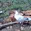 White Pigeon