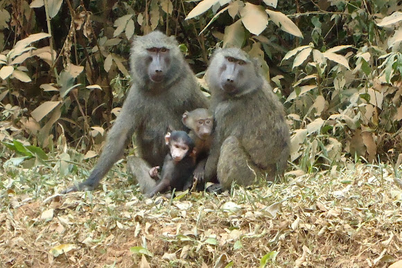 Spotting Image 1