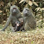 Baboon