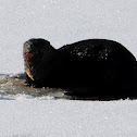 Northern River Otter