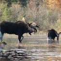 Moose