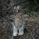 Snowshoe hare