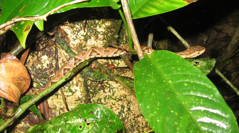 Fer-de-Lance