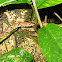 Fer-de-Lance