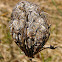 Queen Anne's Lace