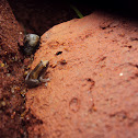 Ornate pygmy frog