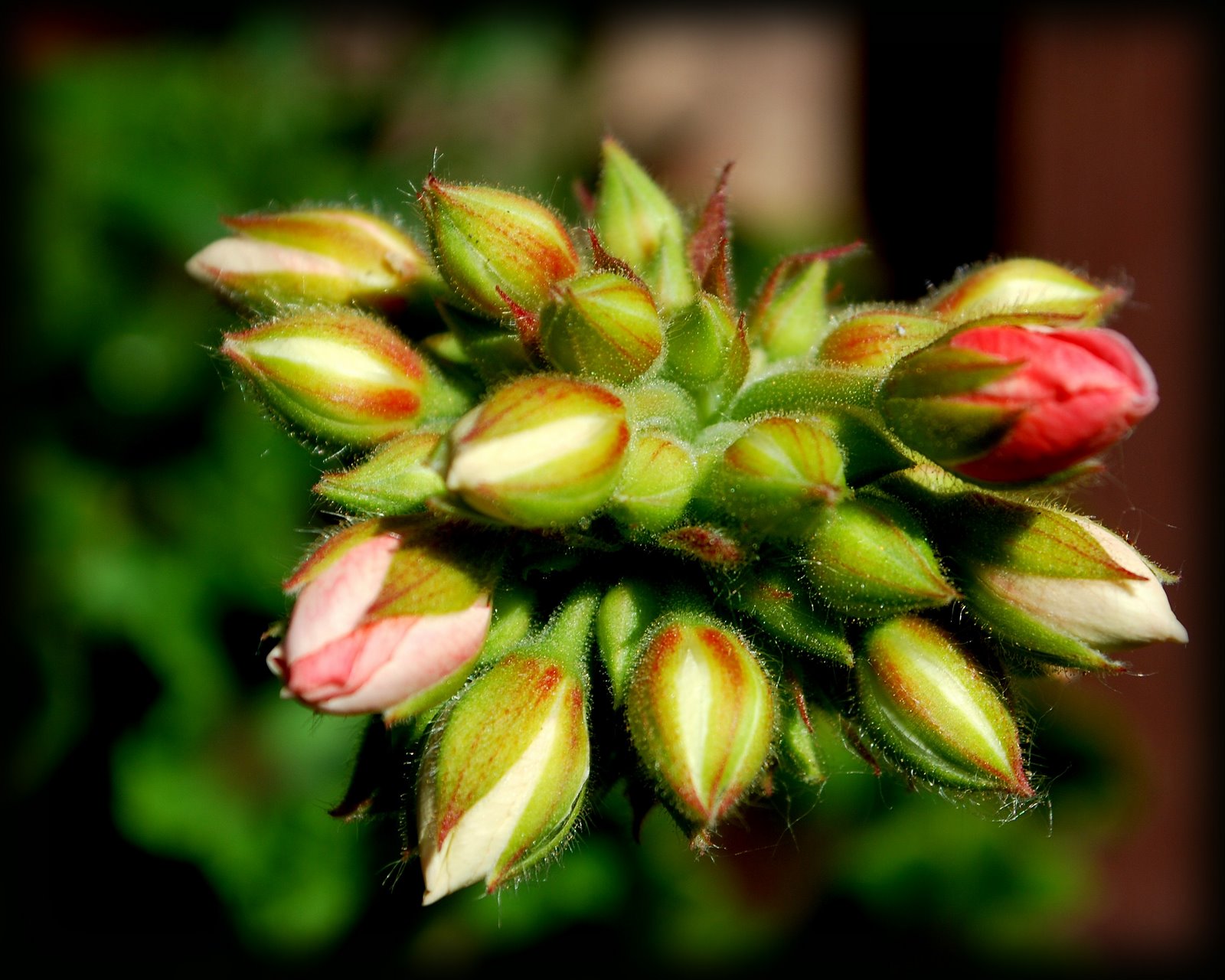 [blooming[3].jpg]