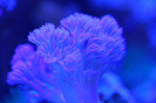 IMG_3518.JPG