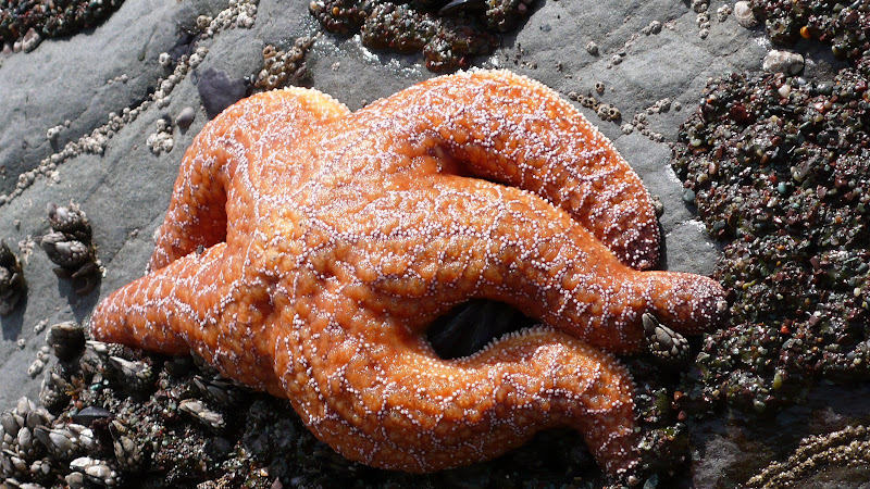 find this on a rock find this on a rock