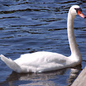 Mute swan