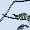 Green Aracari