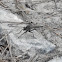 Mosca predadora