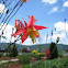 Crimson Columbine