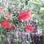 Bottle Brush bush