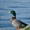 Mallard Duck (male)