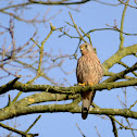 Kestrel