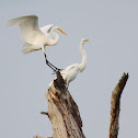 Great Egret