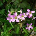 Oxalis 酢漿草