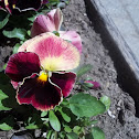 pansy