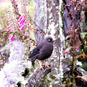 Sooty Thrush