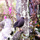 Sooty Thrush