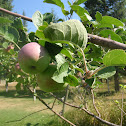 apple