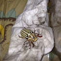 Ten-lined June beetle