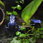 Blue Poison Arrow Frog