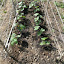 Purple pole beans