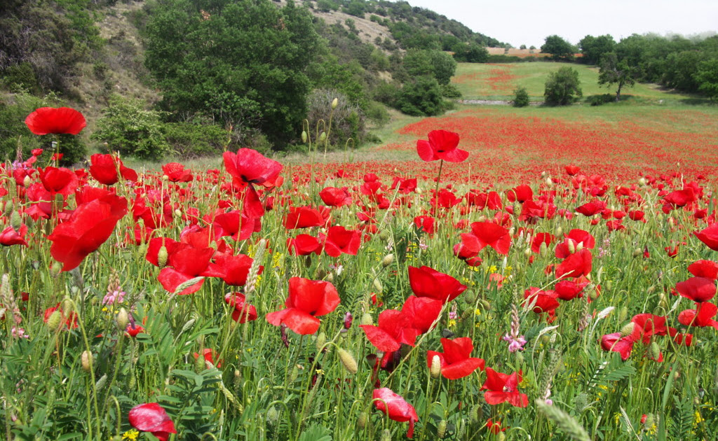Quinquabelle Passion Coquelicot Quinquabelle Passion Coquelicot
