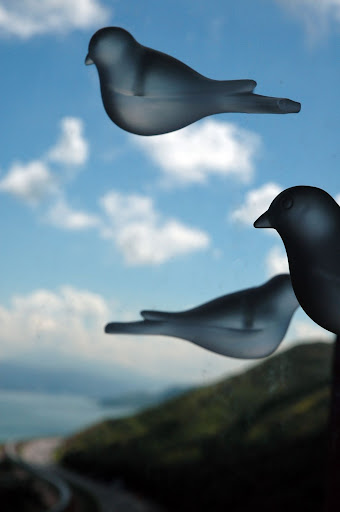bird