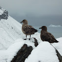 Subantarctic Skua