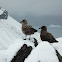 Subantarctic Skua