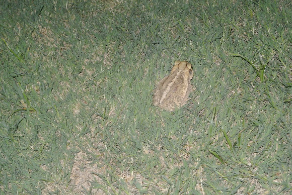 Spotting Image 1
